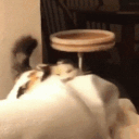 GBcrazycat